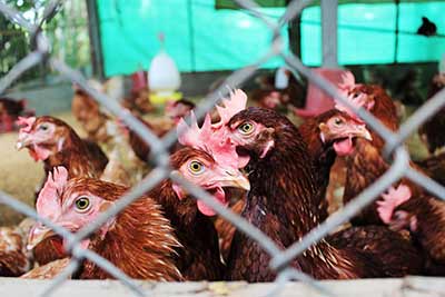 Chickens raised by students as part of a self-sufficient economy project.